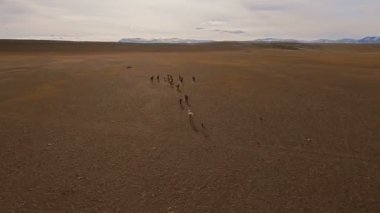 Vahşi atlar sürüsü çayır üzerinde çalışan