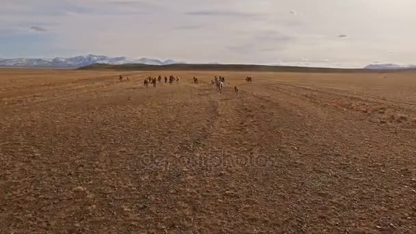 Caballos salvajes rebaño corriendo en la pradera — Vídeos de Stock