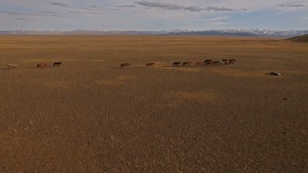 Troupeau de chevaux sauvages courant sur prairie 