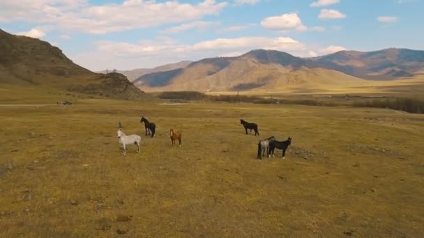 Wild Horses Herd Running On Meadow — Stock Video