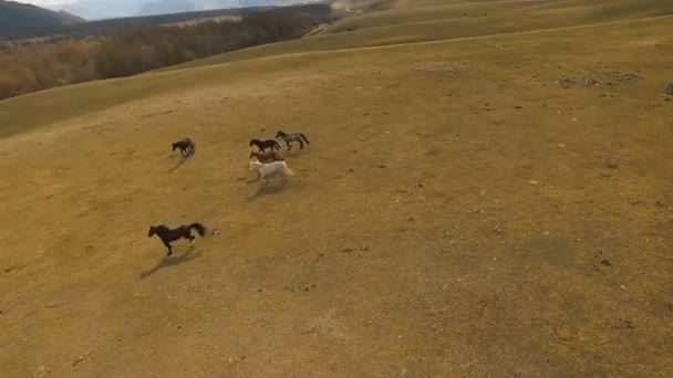 Wilde paarden kudde uitgevoerd op weide — Stockvideo