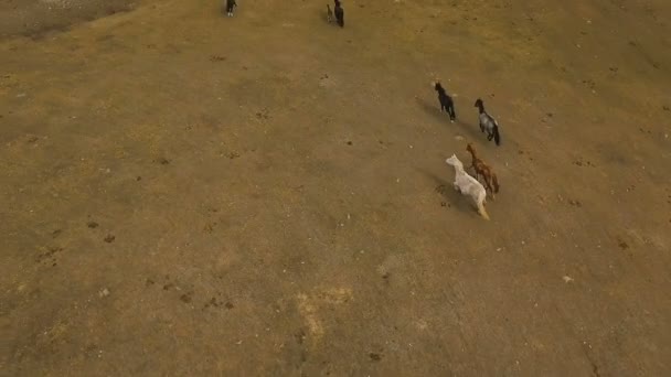 Wildpferdeherde läuft auf Weide — Stockvideo