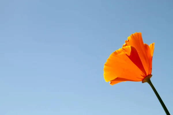 Silhouette of Single Poppy Flower