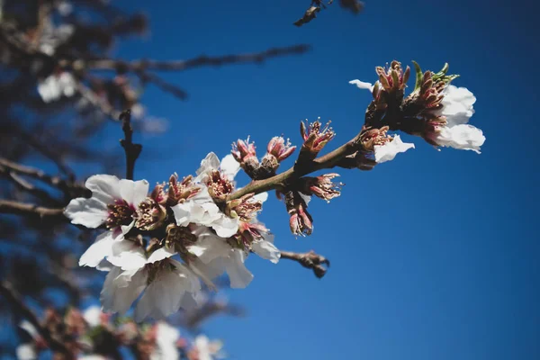 Migdałowe Kwiaty Gałęzi Przed Błękitnym Niebem — Zdjęcie stockowe