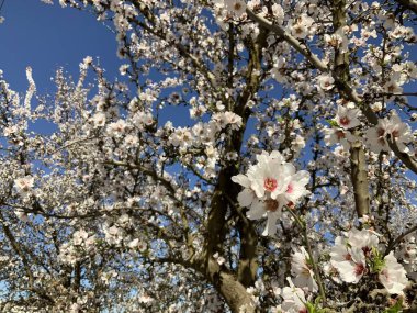 Badem ağaçları Pembe ve Beyaz Badem çiçekleri baharda açar