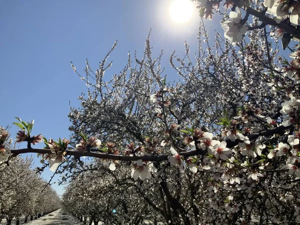 Pink and White Almond blossoms blooming on almond trees with the sun in the sky