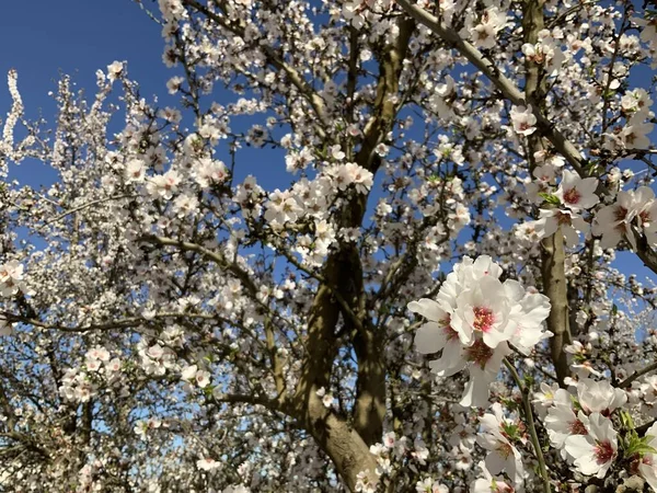 Drzewa Migdałowe Różowymi Białymi Kwiatami Migdałów Kwitnącymi Wiosną — Zdjęcie stockowe
