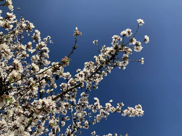 Gałąź Migdałowa Różowymi Białymi Kwiatami Migdałów Kwitnącymi Wiosną — Zdjęcie stockowe