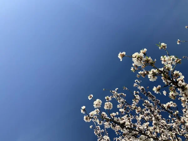 Gałąź Migdałowa Różowymi Białymi Kwiatami Migdałów Kwitnącymi Wiosną — Zdjęcie stockowe