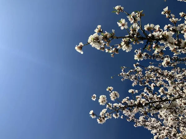 Migdałowe Gałęzie Różowymi Białymi Kwiatami Migdałów Kwitnącymi Wiosną — Zdjęcie stockowe
