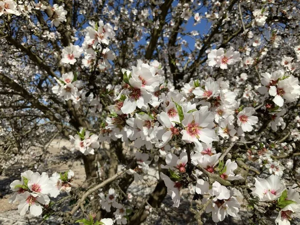 Migdałowe Gałęzie Różowymi Białymi Kwiatami Migdałów Kwitnącymi Wiosną — Zdjęcie stockowe