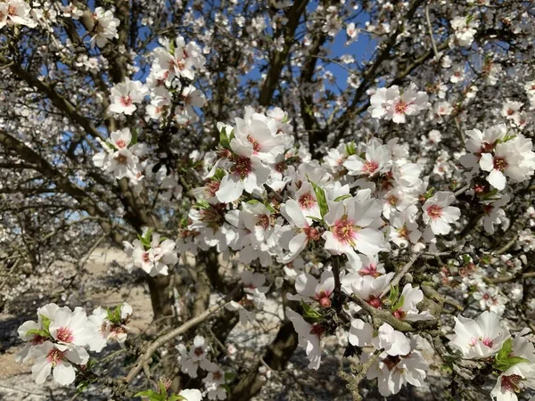 Les Branches Amandier Aux Fleurs Amandier Rose Blanc Fleurissent Printemps — Photo