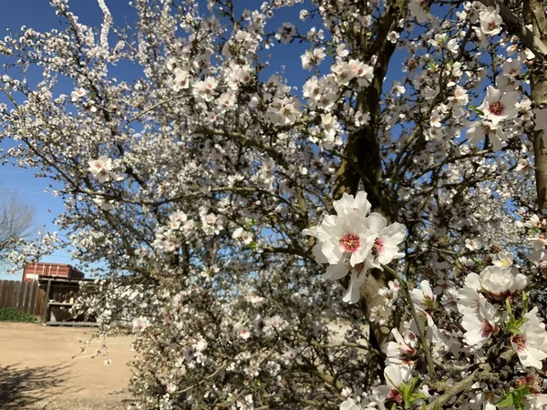 Kwiaty Migdałów Kwitnące Sadzie Kalifornii — Zdjęcie stockowe