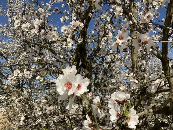 Almond blossoms blooming in an orchard in California