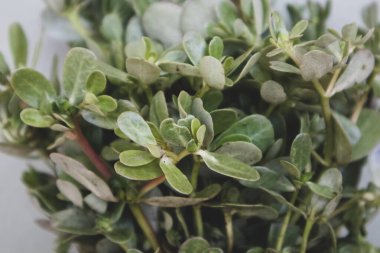 Bir sürü taze, çiğ purslane. Meksika 'da buna 