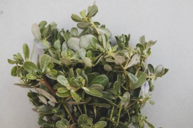 Bir sürü taze, çiğ purslane. Meksika 'da buna 