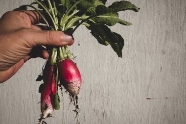 Bir avuç taze turpla el ele tutuşmak.