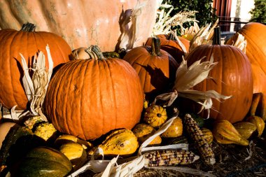 Sonbaharda balkabağı, kabak ve mısır dekoru