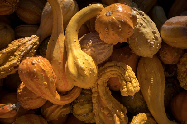 가을에 시장에 내놓는 노란색 오렌지색 호박의 — 스톡 사진