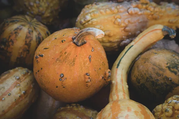 Kleine Pompoen Pompoen Herfstmarkt — Stockfoto