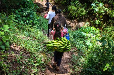 Genç kız, San Juan Cancuc, Chiapas, Meksika 'da ailesiyle birlikte ormanda muz taşıyor.