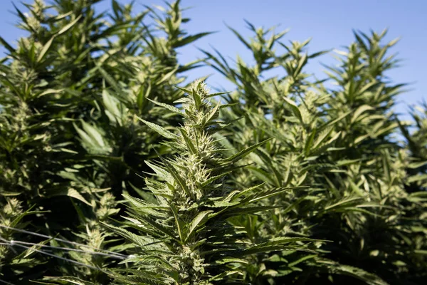 Garden of marijuana plants with budding flowers and sky in the background