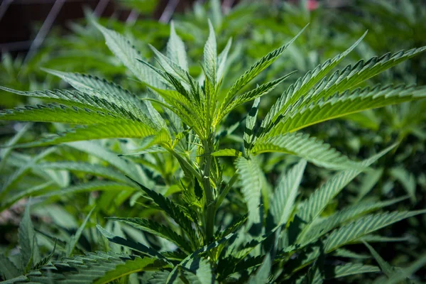 Primer Plano Una Planta Cannabis Joven Brotando Través Una Red — Foto de Stock