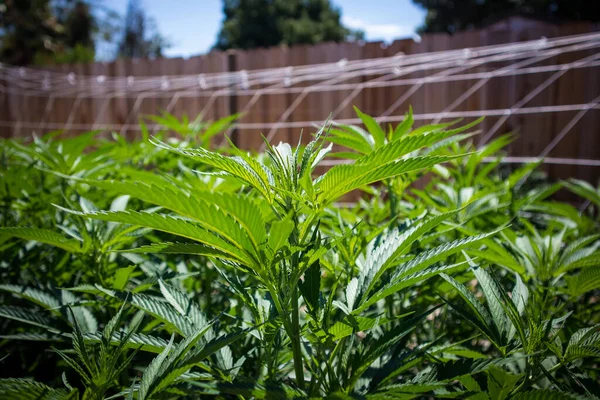 Plantas Jóvenes Cannabis Que Crecen Través Una Red Apoyo Jardín — Foto de Stock