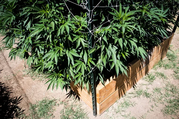 Jardín Cannabis Patio Trasero Las Plantas Crecen Huertos Cajas Madera — Foto de Stock