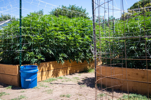 Сад конопли во дворе. Растения растут в садах деревянных коробок
.