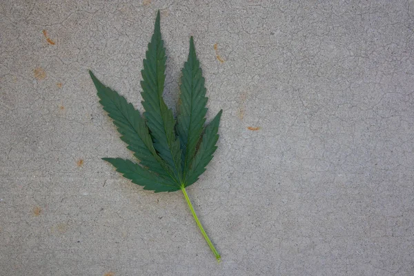 Marihuanový List Betonovém Pozadí — Stock fotografie