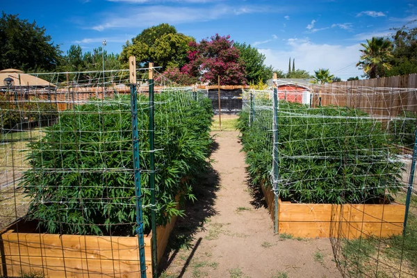 Bakgård Cannabisträdgård Växter Växer Skogsträdgårdar — Stockfoto