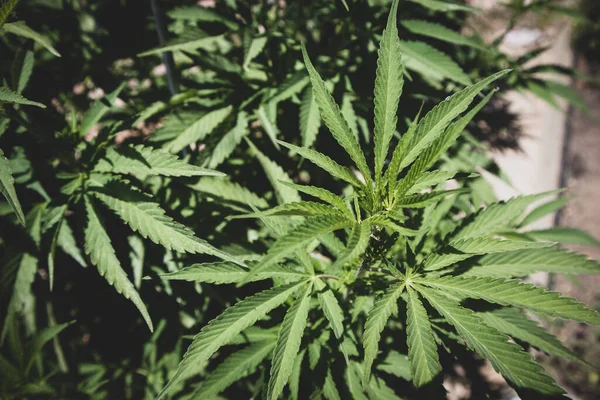 Planta Cannabis Creciendo Sus Primeras Etapas Jardín Marihuana California — Foto de Stock