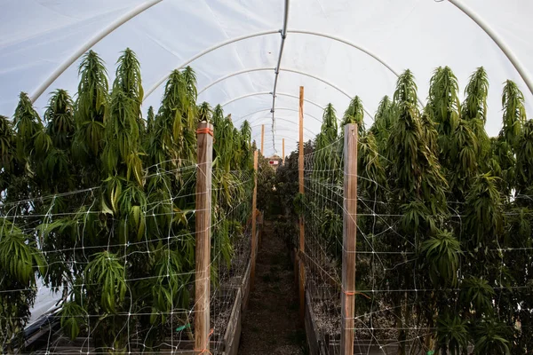 Kaliforniya Marihuana Bitkileriyle Dolu Esrar Serası — Stok fotoğraf