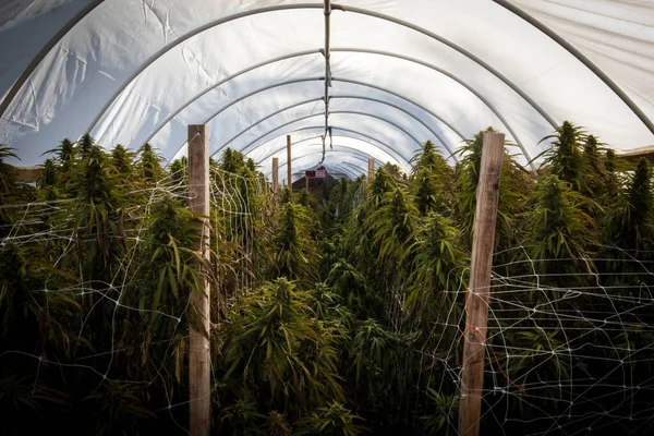 Kaliforniya Marihuana Bitkileriyle Dolu Esrar Serası — Stok fotoğraf