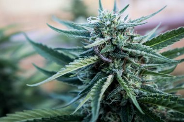 Açık bir marihuana bahçesinde kenevir çiçeğinin üzerindeki solucan.