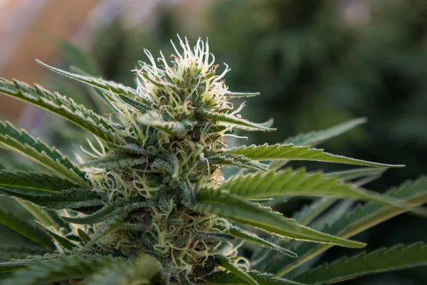 Brote Marihuana Grande Creciendo Jardín — Foto de Stock