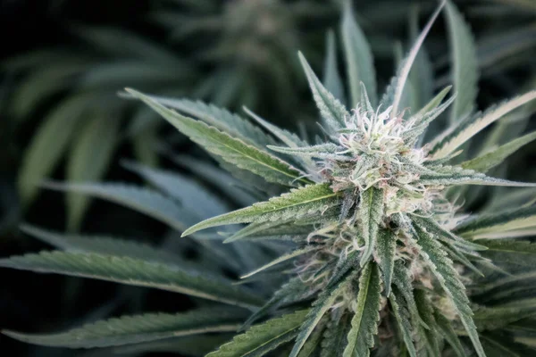 Brote Marihuana Creciendo Jardín — Foto de Stock