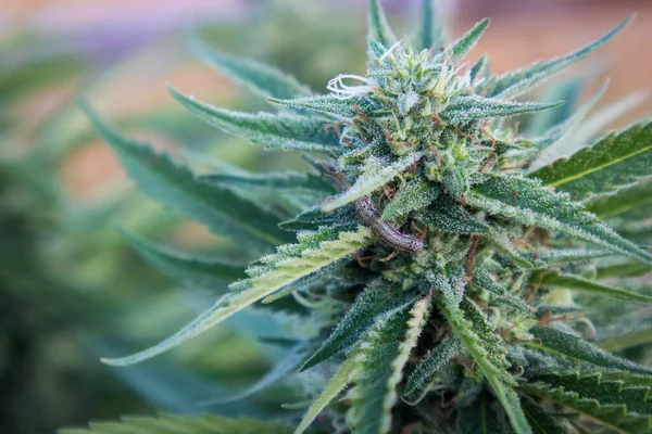 Gusano Una Flor Cannabis Jardín Marihuana Aire Libre — Foto de Stock