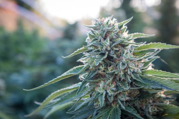 Bahçede büyüyen büyük marihuana çiçeği tomurcuğu