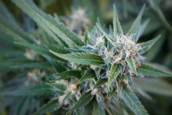 Brote Flor Cannabis Grande Con Cristales Creciendo Jardín Marihuana — Foto de Stock