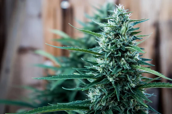 Ahşap bir çitin önünde büyüyen marihuana bitkisi