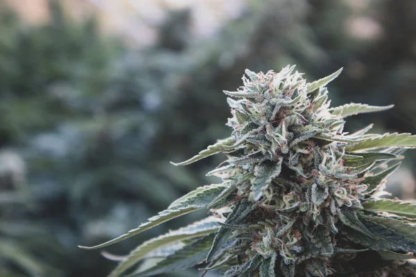 Marihuana bahçesinde kristallerle büyüyen büyük kenevir çiçeği tomurcukları.