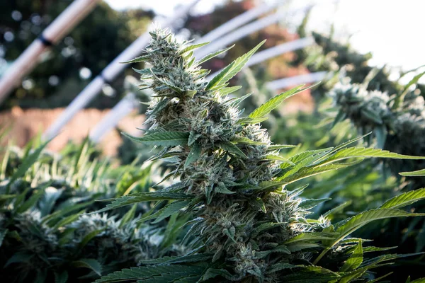 Marihuana bahçesinde kristallerle büyüyen büyük kenevir çiçeği tomurcukları.
