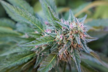 Bahçede yetişen kenevir bitkisinin Papaya türünün çiçekte pembe ve mor renkleri vardır.