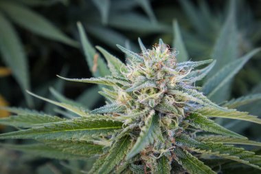 Bahçede yetişen kenevir bitkisinin Papaya türünün çiçekte pembe ve mor renkleri vardır.