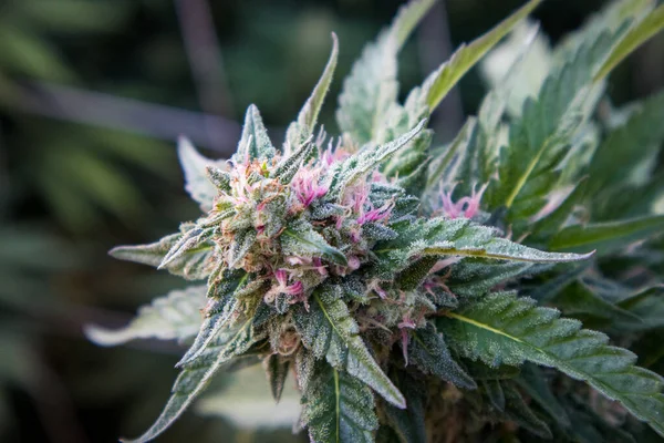 Cepa Papaya Las Plantas Cannabis Que Crecen Jardín Tiene Colores — Foto de Stock
