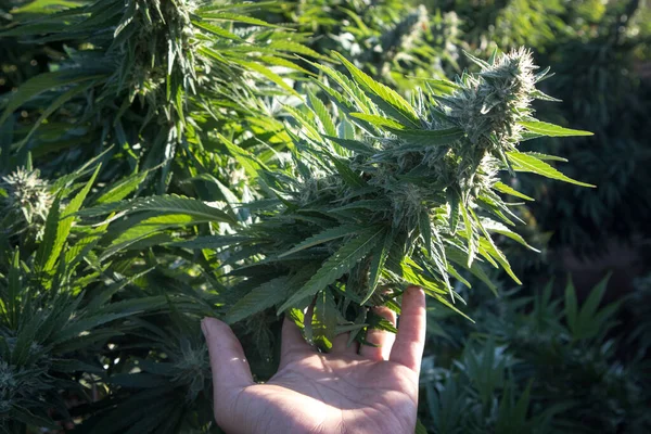 Kaliforniya Açık Bir Marihuana Bahçesinde Büyük Bir Kenevir Çiçeğini Tutarken — Stok fotoğraf