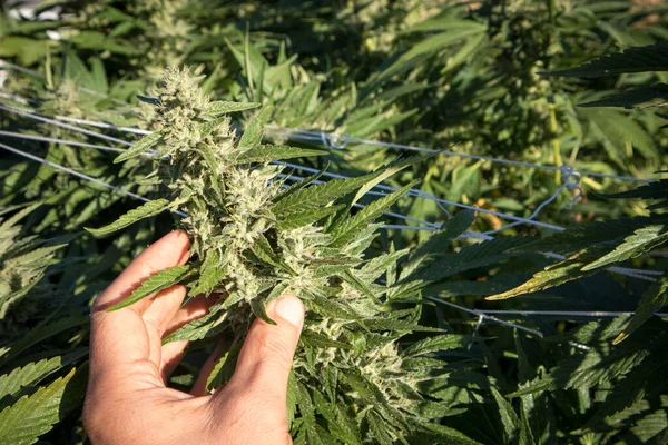 Mano Sosteniendo Una Gran Flor Cannabis Jardín Marihuana Aire Libre — Foto de Stock