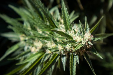 Bahçede yetişen kenevir bitkilerinin yakın plan çekimi